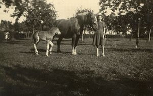 Merrie met veulen