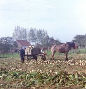 Het ophalen van de bieten