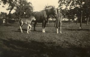 Paard met veulen