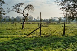 Wilgen gebruikt als hekstijlen