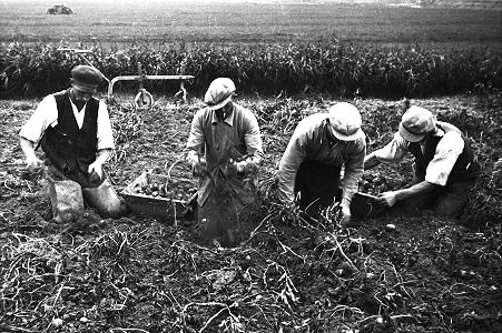 Het rooien van de aardappelen