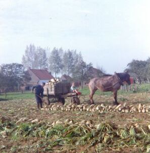 Geeraard tijdens de bietenoogst