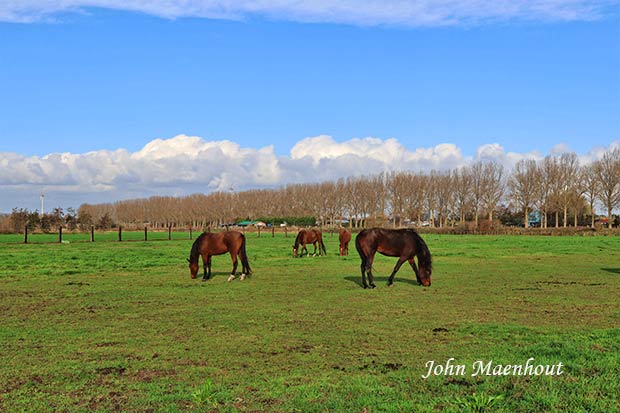 Adegem - Paarden op het Oosteindeke