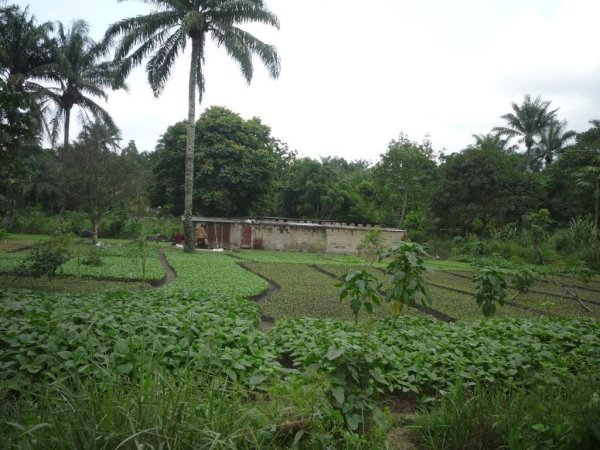 Cultuur zonder meststoffen in de Bas Congo