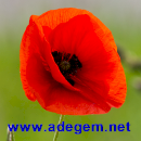 www.adegem net
