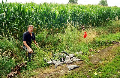 DODE BOSDUIVEN GEDUMPT IN 't BROEKELKEN