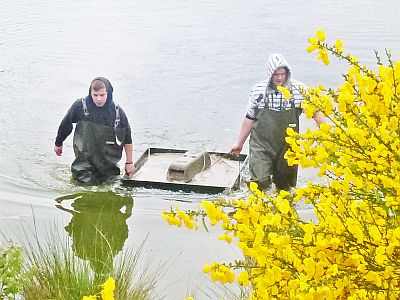 DRIJVENDE NESTEILANDJES OP DE WACHTBEKKENS