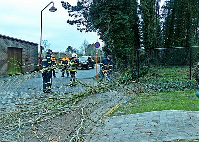 UITGEWAAIDE BOOM ZORGDE VOOR VERKEERSHINDER