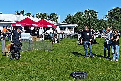 INTERCLUBWEDSTRIJD GEHOORZAAMHEID BIJ HOND EN MEESTERINTERCLUBWED