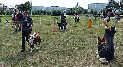 HONDEN IN DE HOOFDROL