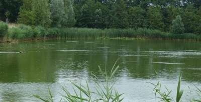 BLAUWALGEN IN DE WATERSPAARBEKKENS