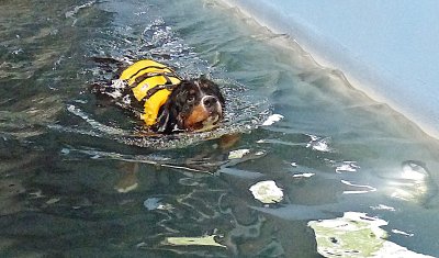 OOK HONDEN HADDEN HET NAAR HUN ZIN IN STOETERIJ HIDALGO