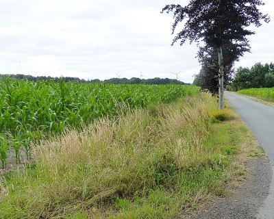 MALECOTE WACHT OP VERVOLG VAN DE MAAIWERKEN