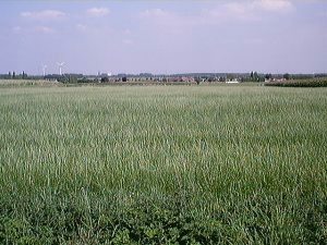 Uitzicht op Eeklo